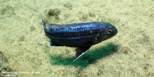 Melanochromis dialeptos